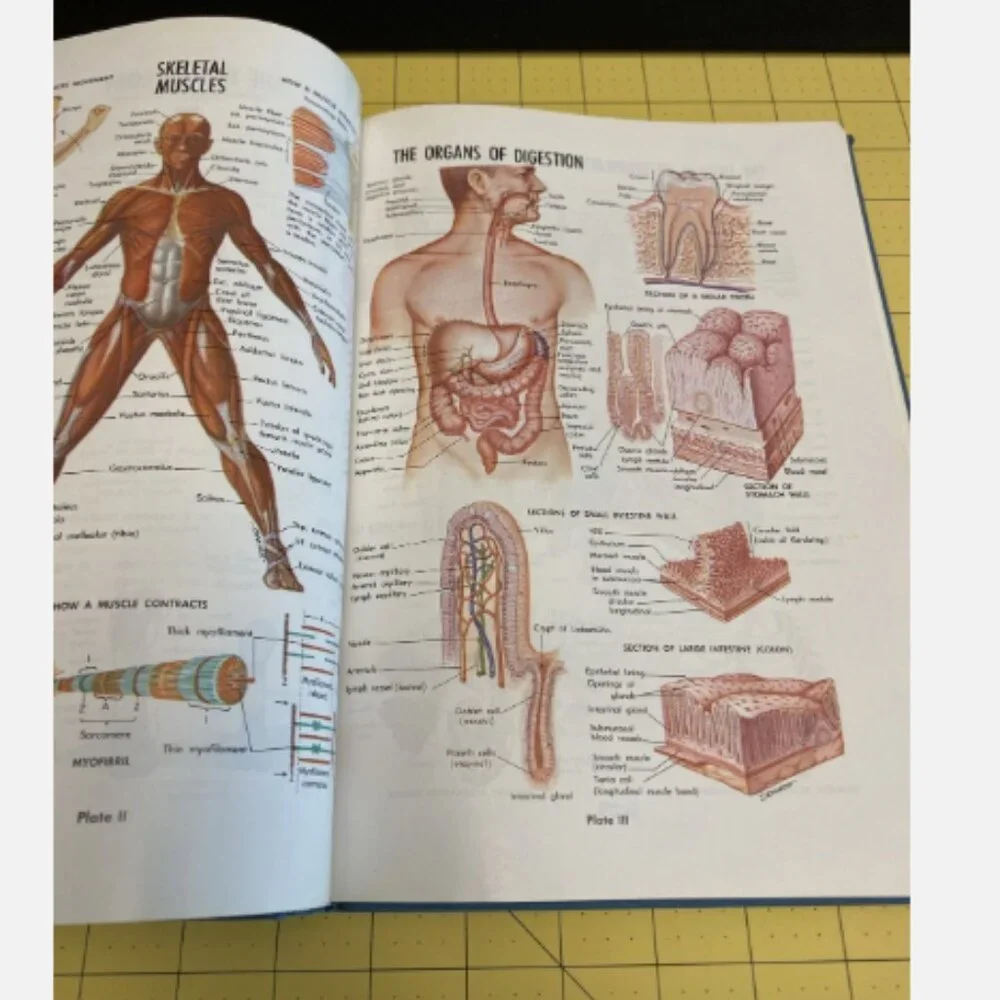 STRUCTURE OF THE HUMAN BODY Gardner And Osburn 1967